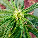 Советы начинающим гроверам: этапы цветения марихуаны