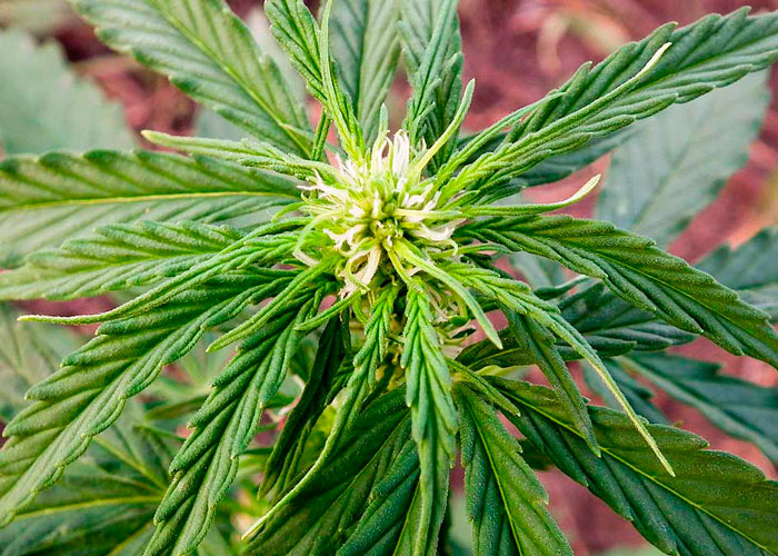 Советы начинающим гроверам: этапы цветения марихуаны