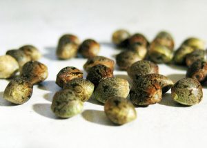Фотопериодные и автоцветущие регулярные семена конопли