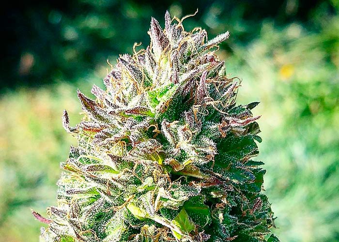 Super Lemon Skunk