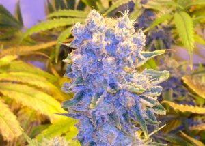 Auto Northern Blue
