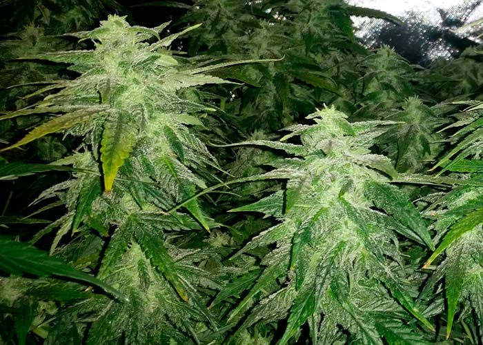 Auto White Tisa