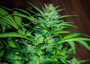 Blue Magoo
