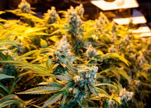 Afghan Big Bud