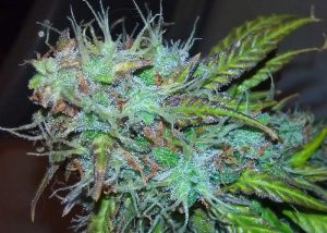 Dutch Treat