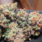 Laughing Buddha Fem