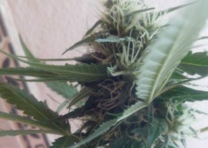 Auto Moby Dick