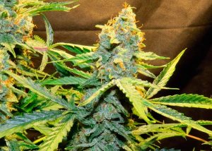 Northern Lights X AK 47