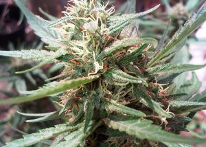 Power Auto Skunk Mux