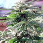 Seedsman Seeds