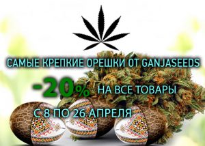 известные бридеры и семена конопли недорого