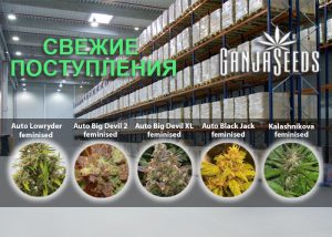 Где лучшие новинки? Только в GanjaSeeds!