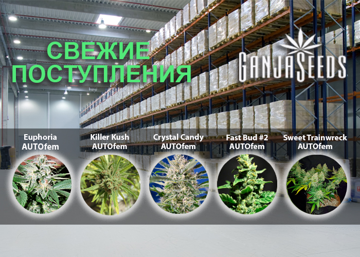 Где лучшие новинки? Только в GanjaSeeds!