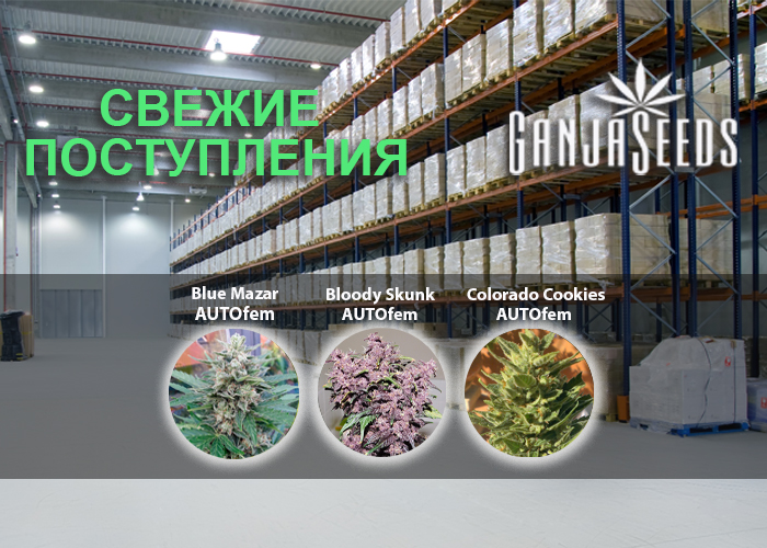Где лучшие новинки? Только в GanjaSeeds!