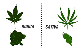 Cannabis