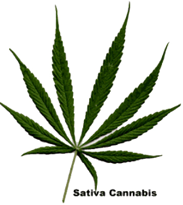 Что такое Cannabis sativa