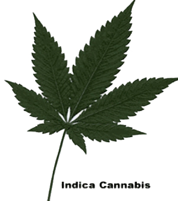 Что такое Cannabis indica