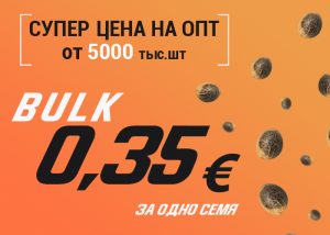 0,35 евро за семечку! Уникальная цена для семян россыпью BULK