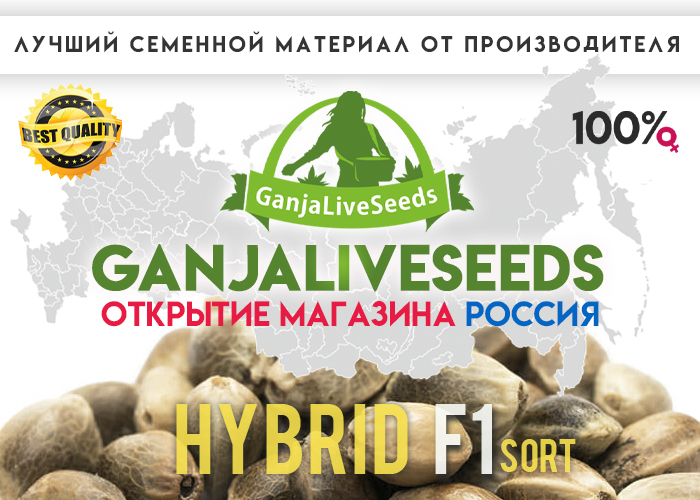 GanjaLiveSeeds Russia – встречайте известного новичка!