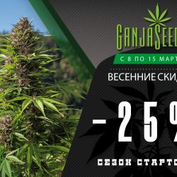 GanjaSeeds, GanjaVIP и Gribo4ek открывают сезон скидок!