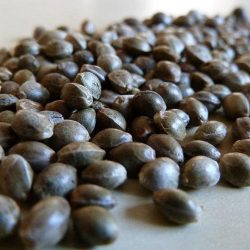 Выбираем магазин для покупки семян конопли: 5 признаков надежного поставщика