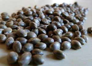 Выбираем магазин для покупки семян конопли: 5 признаков надежного поставщика