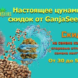 Россия: Автоцветы, споровые отпечатки и семена кактусов по скидкам до 50% - налетай!