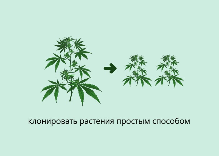 Что такое клонирование каннабиса?