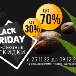 Black Friday – скидки на семена конопли до 70%!