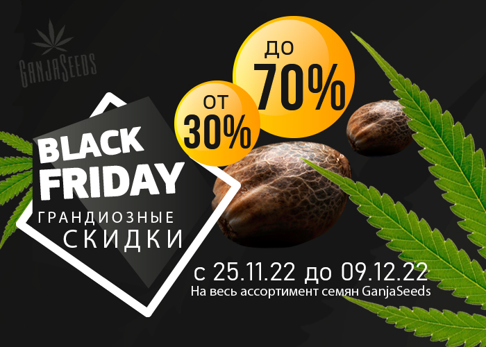 Black Friday – скидки на семена конопли до 70%!