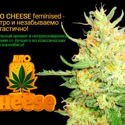 Auto Cheese feminised