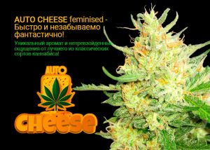 Auto Cheese feminised