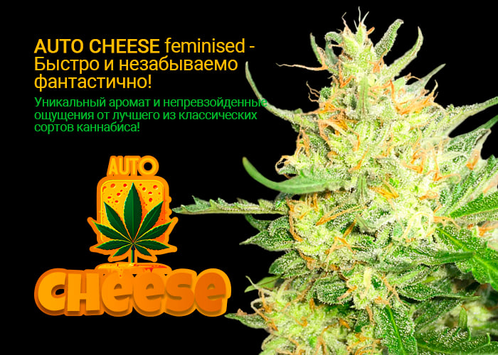 Auto Cheese feminised