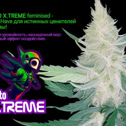 Auto X.Treme feminised