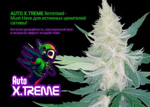 Auto X.Treme feminised