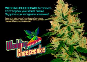 Wedding Cheesecake