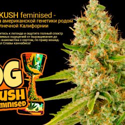 OG Kush feminised