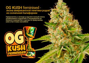 OG Kush feminised