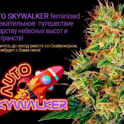 Auto Skywalker feminised