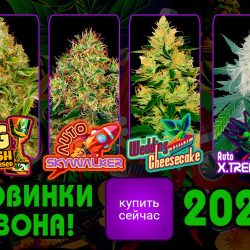 Знакомьтесь с изюминками весна-лето 2023: 🌱 Auto Skywalker, 🌱 Auto Think Different, 🌱 Auto X.Treme, 🌱 Auto Cheese, 🌱 OG Kush, 🌱 Wedding Cheesecake. ✅ Высококачественные автоцветущие и фотопериодные семена для беззаботного выращивания. ✅ Исключительная урожайность, мощность и уникальные вкусовые качества. ✅ Испытайте небесную эйфорию от Auto Skywalker, креативность Auto Think Different, насыщенность вкуса Auto X.Treme, классику OG Kush, неординарность Wedding Cheesecake и уникальность Auto Cheese. 🚀 Отправляйтесь в увлекательное путешествие в мир каннабиса с лучшей генетикой!😎 🌍 Доставка по всему миру.🛍 🔒 Гарантия безопасности и конфиденциальности.💯 🌿 Оформляйте заказ прямо сейчас и воплощайте свои мечты в реальность вместе с GanjaSeeds! ✅ Следите за новостями! ✅ Подписывайтесь на рассылку! 📨 С GanjaSeeds не только выгодно, но и надежно!