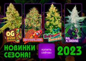 Знакомьтесь с изюминками весна-лето 2023: 🌱 Auto Skywalker, 🌱 Auto Think Different, 🌱 Auto X.Treme, 🌱 Auto Cheese, 🌱 OG Kush, 🌱 Wedding Cheesecake. ✅ Высококачественные автоцветущие и фотопериодные семена для беззаботного выращивания. ✅ Исключительная урожайность, мощность и уникальные вкусовые качества. ✅ Испытайте небесную эйфорию от Auto Skywalker, креативность Auto Think Different, насыщенность вкуса Auto X.Treme, классику OG Kush, неординарность Wedding Cheesecake и уникальность Auto Cheese. 🚀 Отправляйтесь в увлекательное путешествие в мир каннабиса с лучшей генетикой!😎 🌍 Доставка по всему миру.🛍 🔒 Гарантия безопасности и конфиденциальности.💯 🌿 Оформляйте заказ прямо сейчас и воплощайте свои мечты в реальность вместе с GanjaSeeds! ✅ Следите за новостями! ✅ Подписывайтесь на рассылку! 📨 С GanjaSeeds не только выгодно, но и надежно!