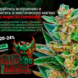 Поддайтесь искушению и окунитесь в мистическую магию Hell's Angel OG Feminized!