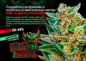 Поддайтесь искушению и окунитесь в мистическую магию Hell's Angel OG Feminized!