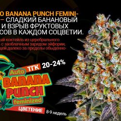 Auto Banana Punch Feminized