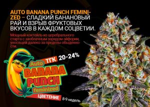 Auto Banana Punch Feminized