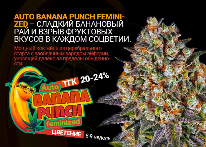 Auto Banana Punch Feminized