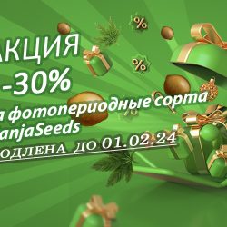 Новогодняя распродажа на GanjaSeeds продолжается!