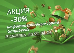 Новогодняя распродажа на GanjaSeeds продолжается!